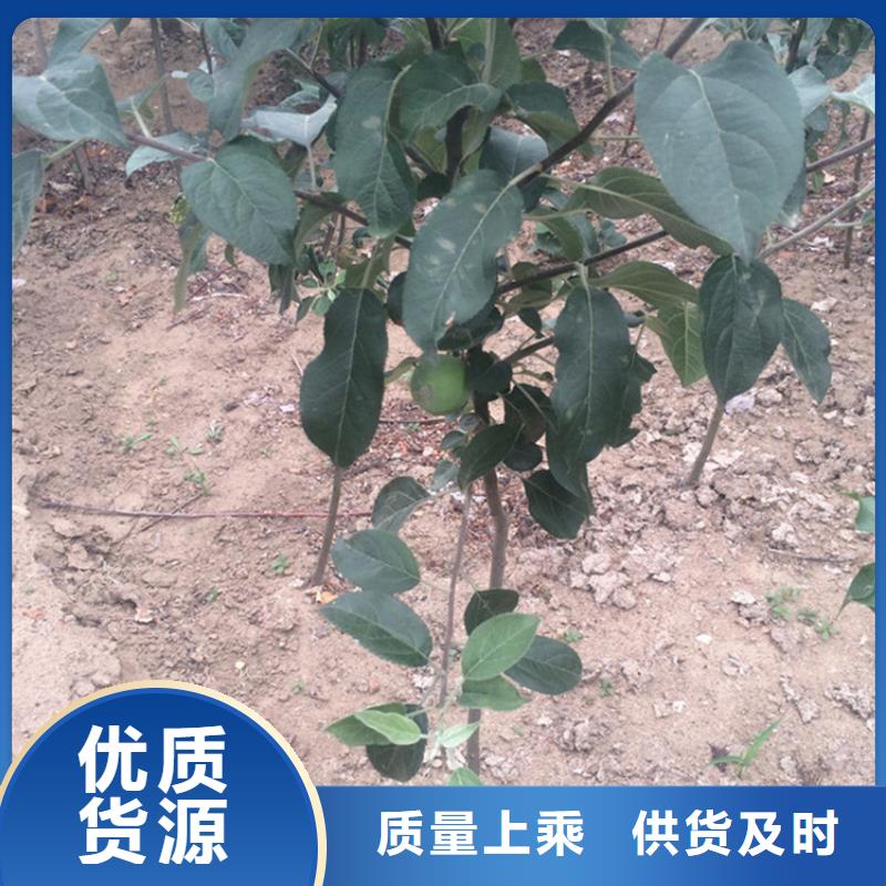 蘋果奶油草莓快速發(fā)貨