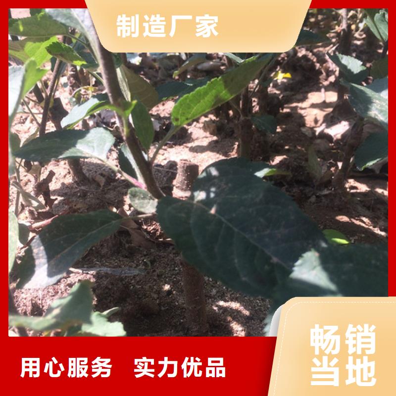 苹果-西瓜苗精心