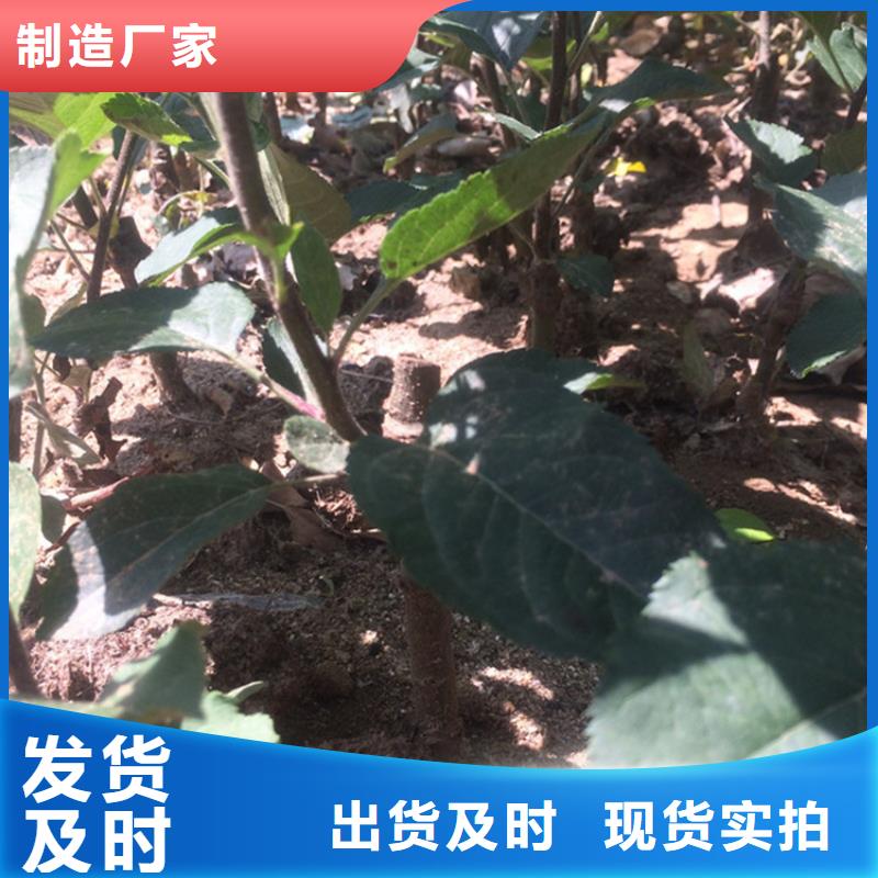 苹果苹果苗多种场景适用