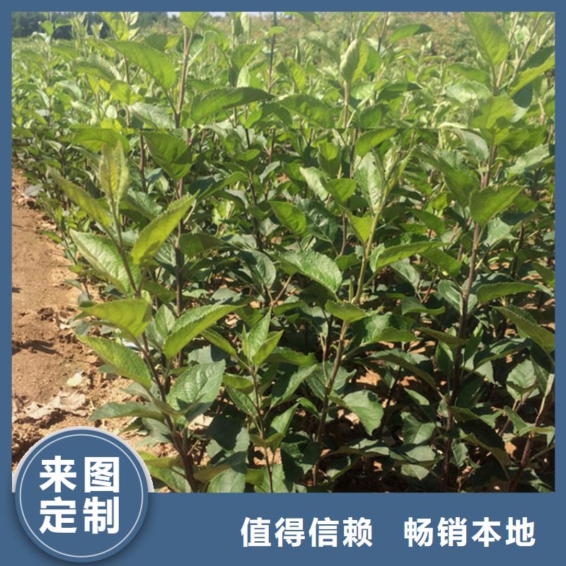 苹果,樱桃苗品质不将就