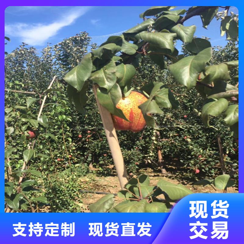 梨树苗-视频-梨树苗(轩园)覆盖地域广西省贺州市八步|钟山|防城港|北海|贵港|百色