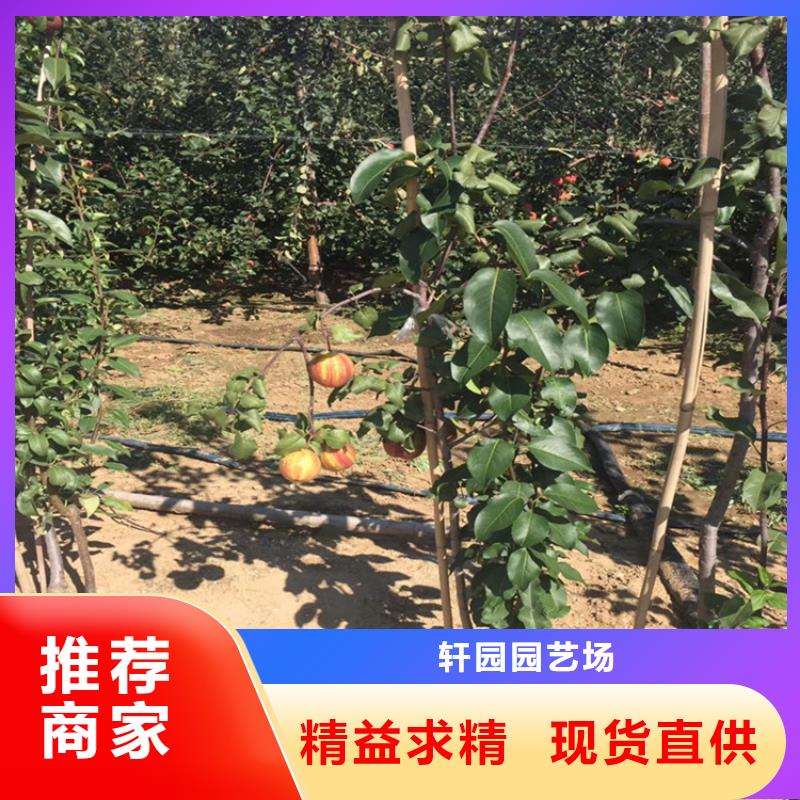 梨树【北美冬青】款式新颖