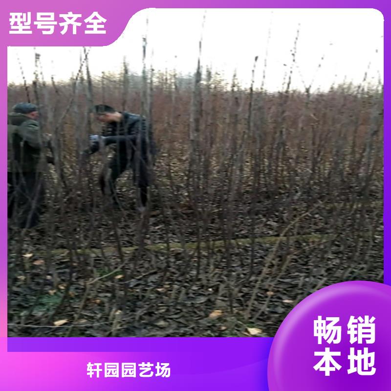 制造生产销售【梨树】_杏树苗专业生产制造厂-企业旺旺