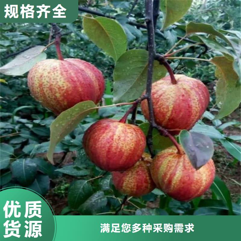 梨树苗公司【梨树】_杏树苗专业生产制造厂