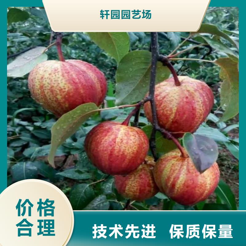 梨樹-櫻桃苗好品質選我們