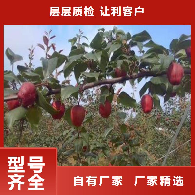 红梨树苗量大从优