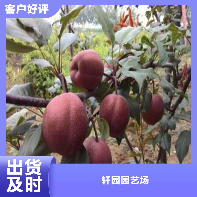 梨树-樱桃苗好品质选我们