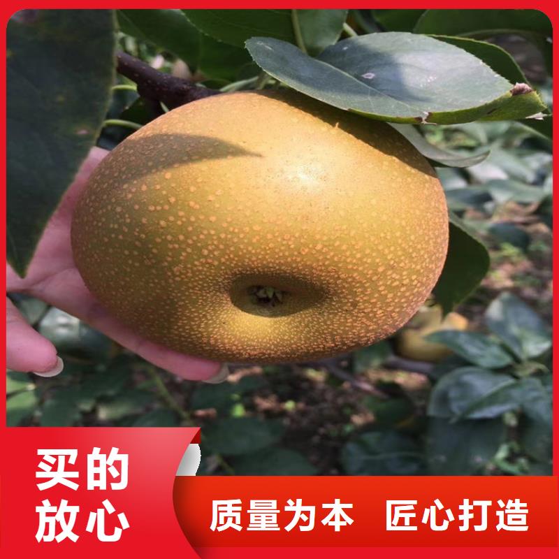 【梨树】_杏树苗专业生产制造厂轩园梨树苗