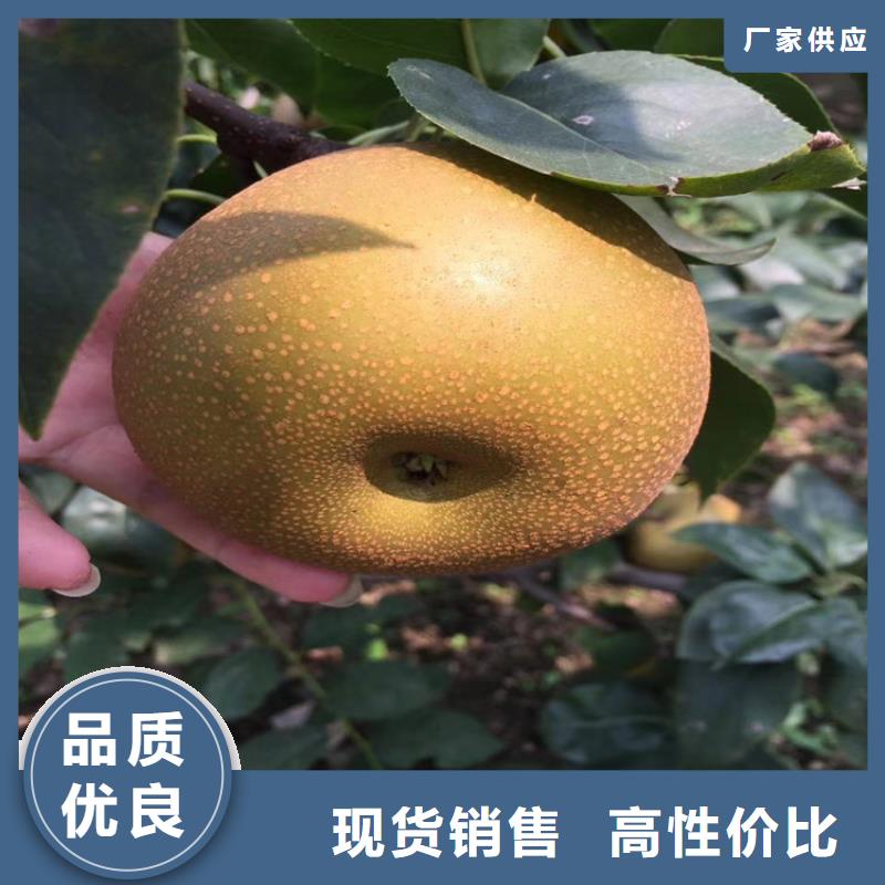 【梨树】桃树苗加工定制-服务范围包括钟山|八步|玉林|北海|防城港|柳州|南宁|河池|桂林等