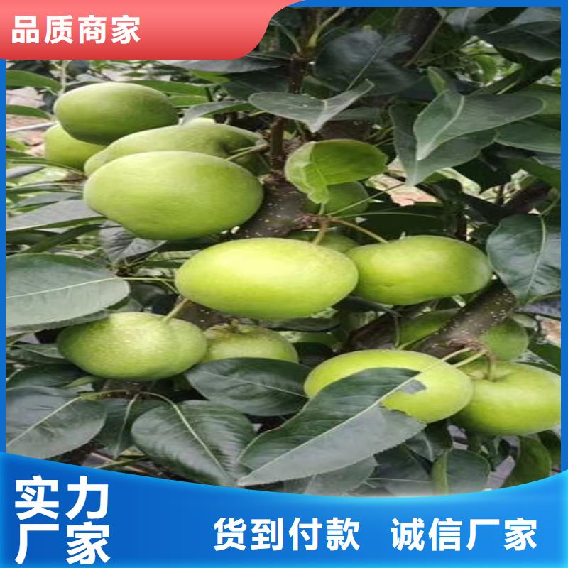 梨树苗视频-梨树苗|贺州市|昭平|钟山|贵港|来宾|北海|河池|百色|南宁