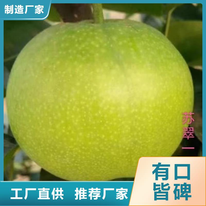 梨树-桃树苗优选好材铸造好品质