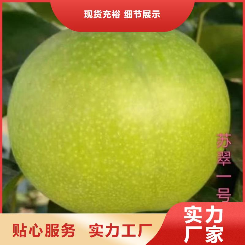 彩虹梨樹苗采摘園