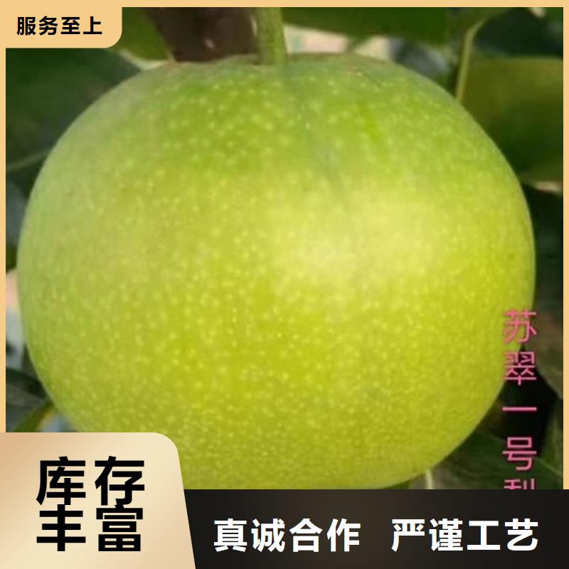 梨树-桃树苗优选好材铸造好品质