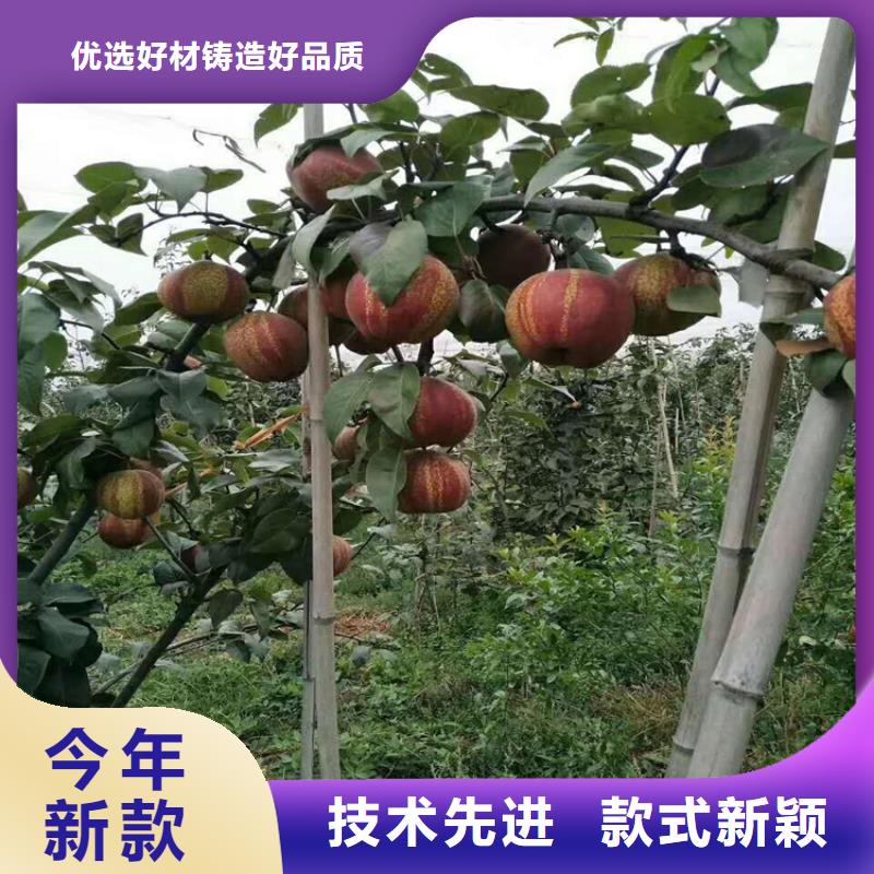 秋月梨樹(shù)苗適合種植地區(qū)