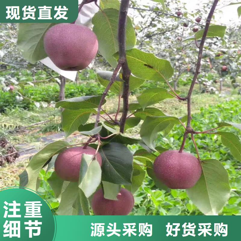 秋月梨樹苗適合種植地區
