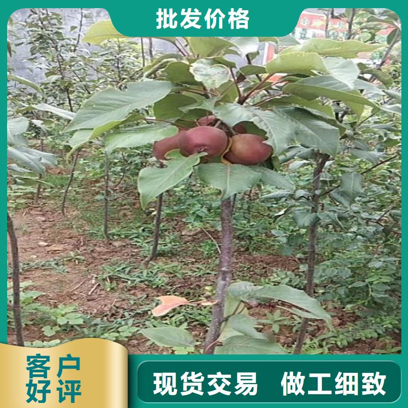 |白银|天水|庆阳|陇南|武威|临夏轩园梨树【北美冬青】款式新颖