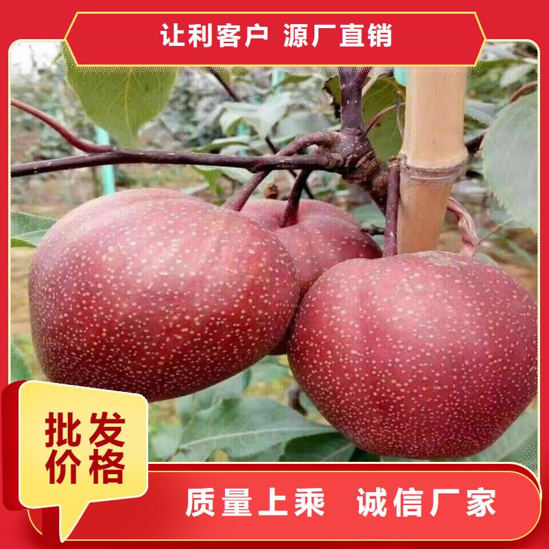 |白银|天水|庆阳|陇南|武威|临夏轩园梨树【北美冬青】款式新颖