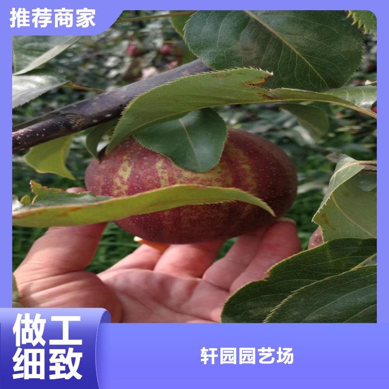 梨树苗视频-梨树苗(轩园)覆盖地域辽宁省沈阳市新民|沈北新|阜新|鞍山|营口|辽阳