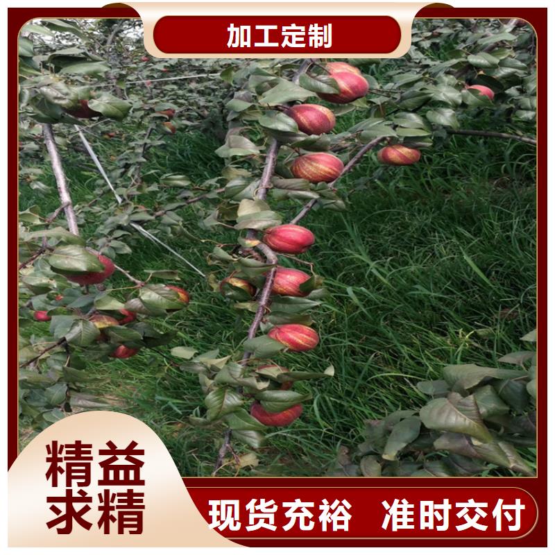 梨树梨树苗专业生产团队