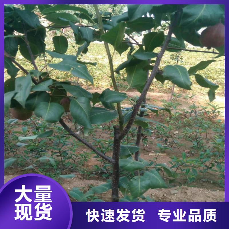 红梨苗适合种植地区