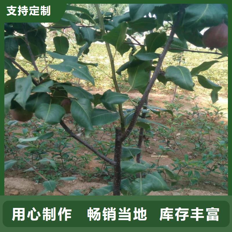 天水|庆阳|兰州|张掖|酒泉|平凉梨树【北美冬青】款式新颖-轩园园艺场(嘉峪关市分公司)