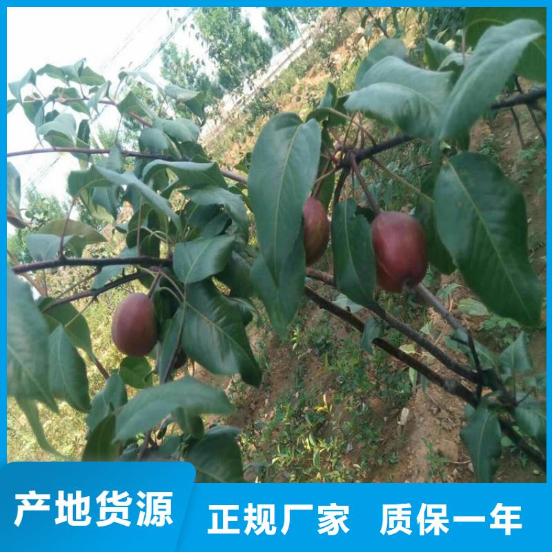 【梨树】桃树苗加工定制-服务范围包括钟山|八步|玉林|北海|防城港|柳州|南宁|河池|桂林等