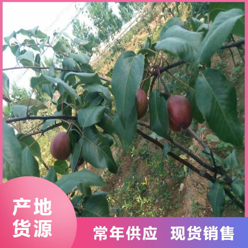 秋月梨樹苗適合種植地區