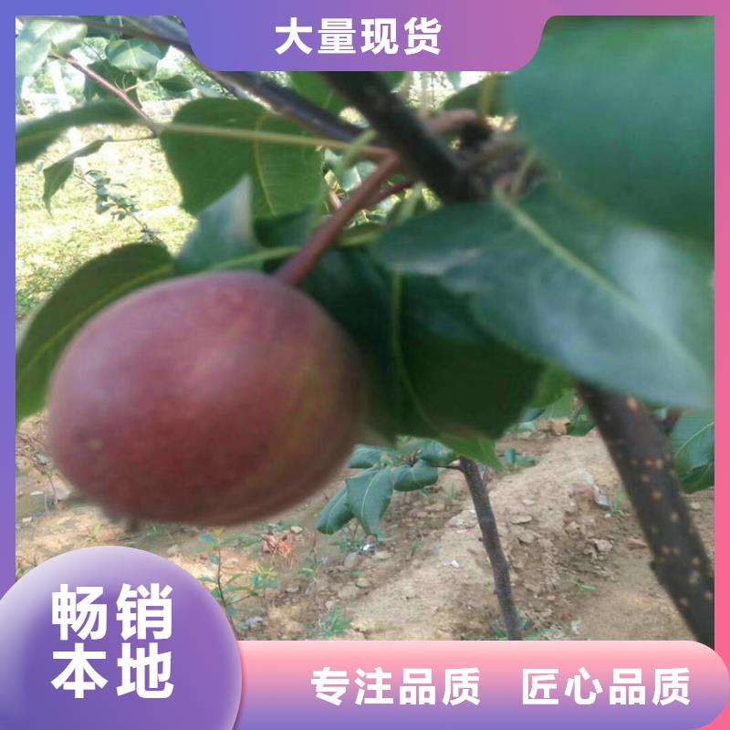 梨树,北美冬青匠心打造