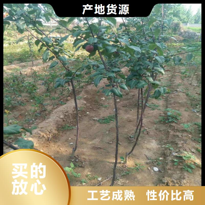 梨樹-櫻桃苗好品質(zhì)選我們