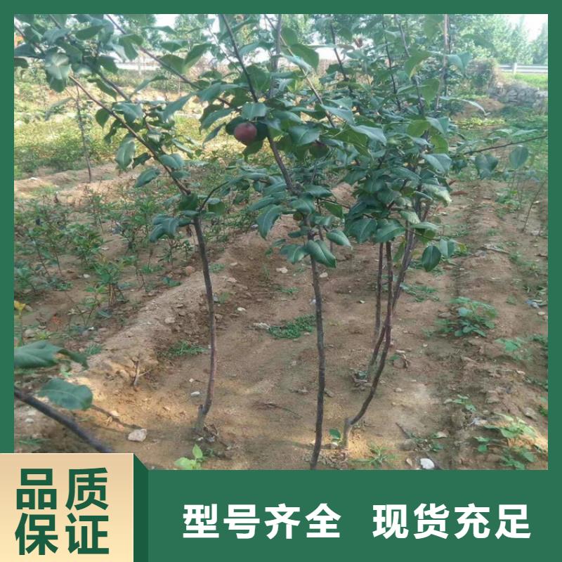 梨树苗-视频-梨树苗(轩园)覆盖地域广西省贺州市八步|钟山|防城港|北海|贵港|百色