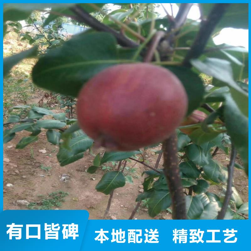 梨樹3公分軟籽石榴苗品質之選