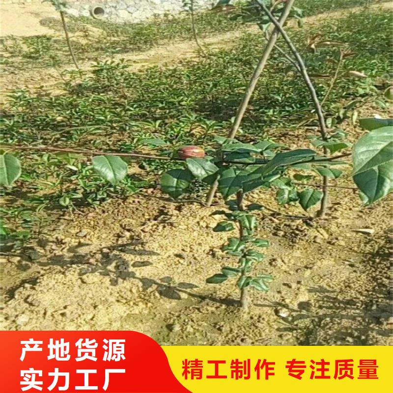 【梨树】蓝莓苗厂家工艺先进