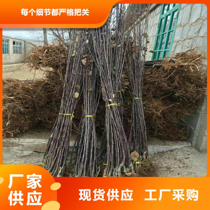 梨树梨树苗专业生产团队