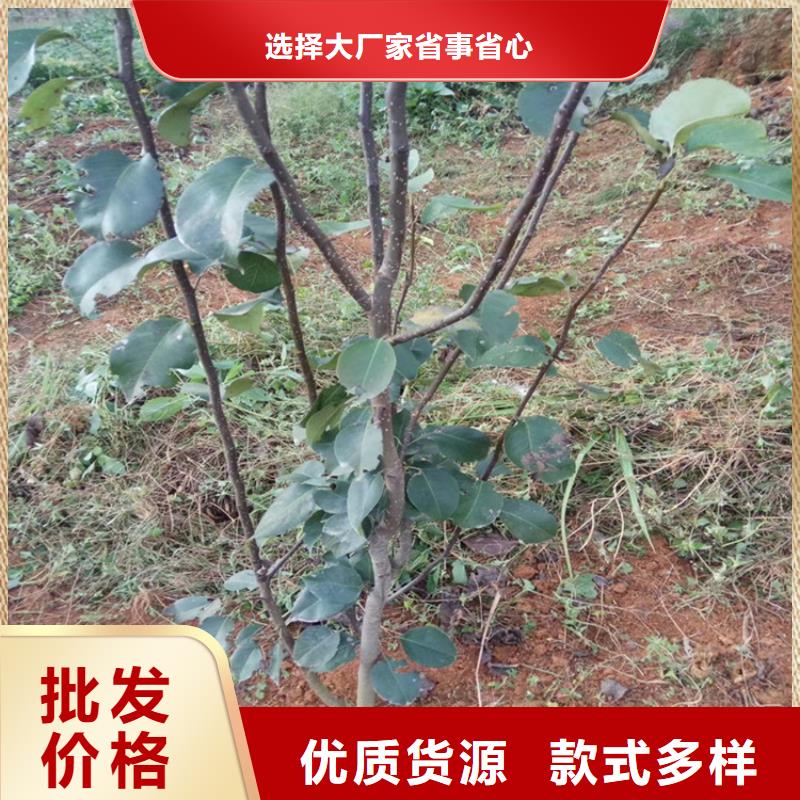 梨树苗视频-梨树苗|贺州市|昭平|钟山|贵港|来宾|北海|河池|百色|南宁