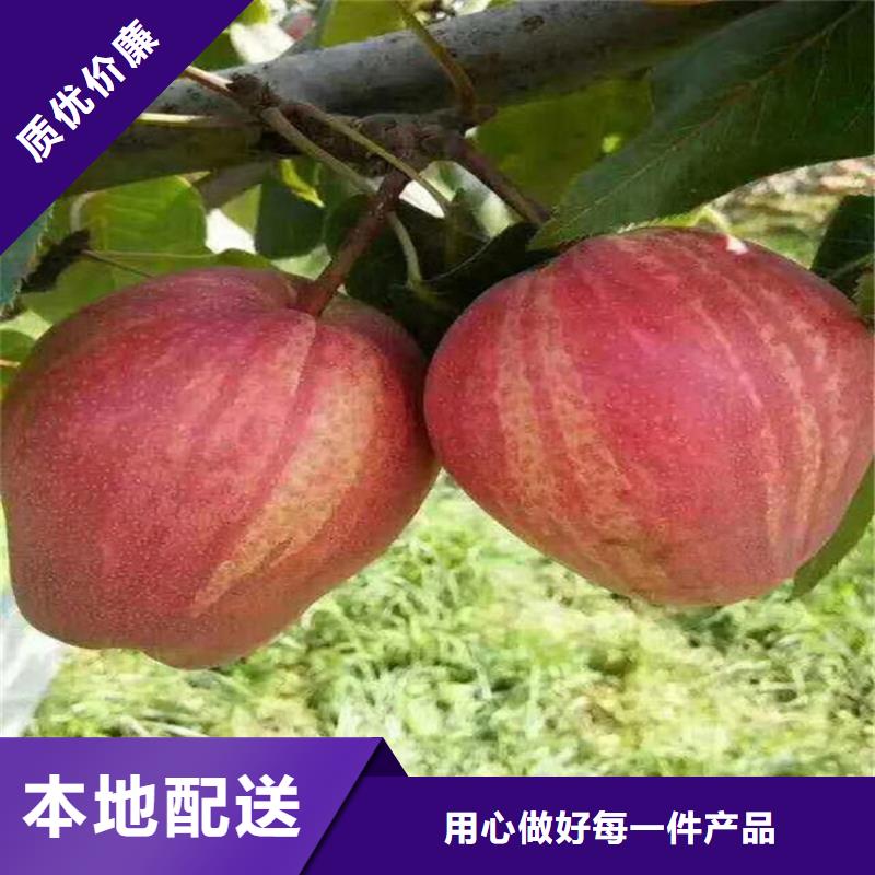 梨树红石榴苗基地多种场景适用