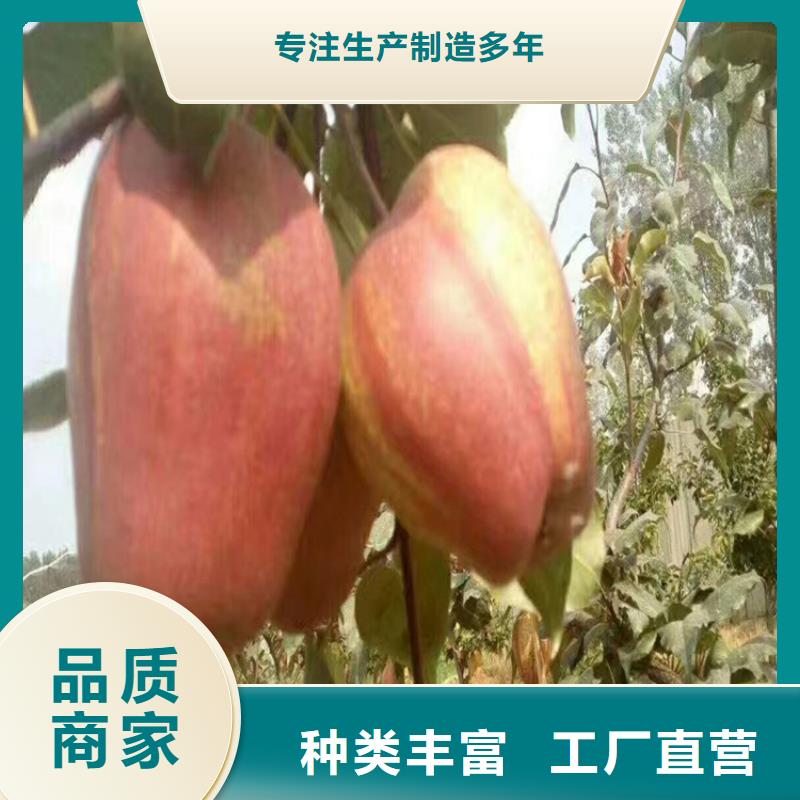 梨树苗-视频-梨树苗(轩园)覆盖地域广西省贺州市八步|钟山|防城港|北海|贵港|百色