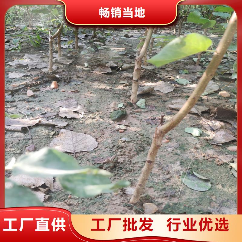 梨树-桃树苗优选好材铸造好品质