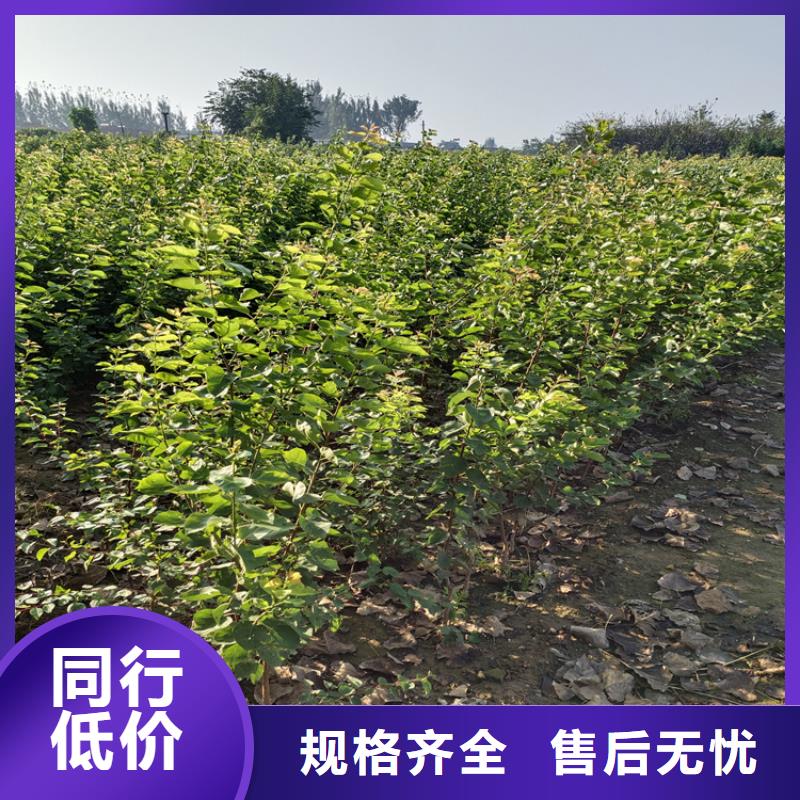 梨树_苹果苗支持加工定制