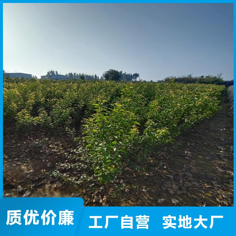 梨樹(shù),櫻桃苗商家
