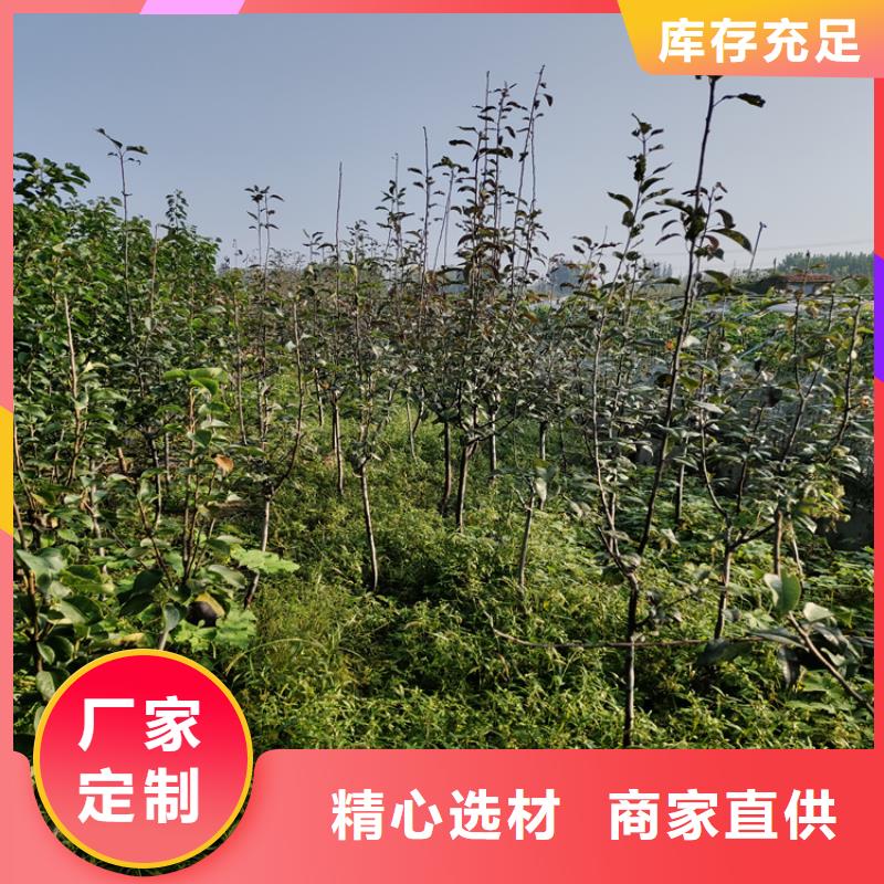 梨树苗视频-梨树苗(轩园)覆盖地域辽宁省沈阳市新民|沈北新|阜新|鞍山|营口|辽阳