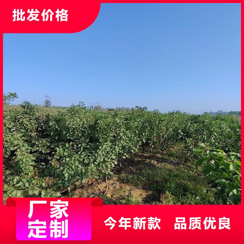 梨树-桃树苗优选好材铸造好品质