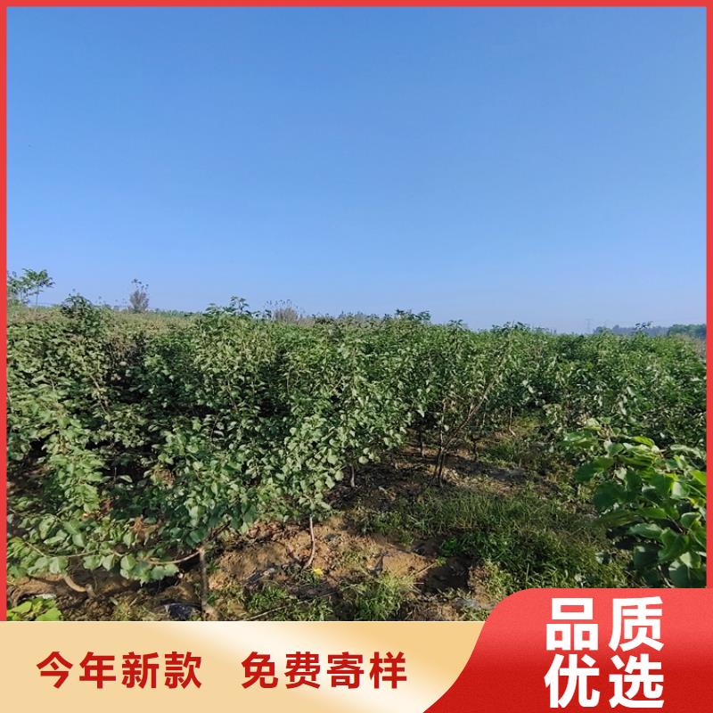 梨树梨树苗专业生产团队