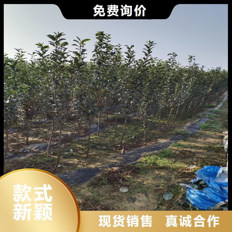 【梨树】桃树苗加工定制-服务范围包括钟山|八步|玉林|北海|防城港|柳州|南宁|河池|桂林等