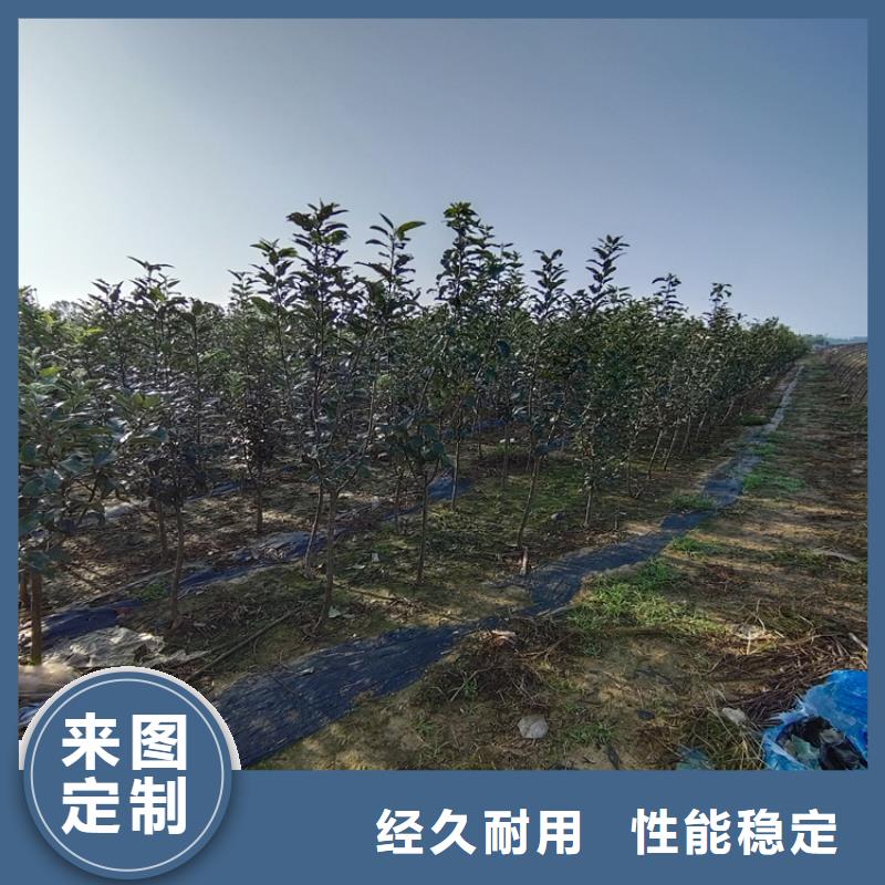 梨树【北美冬青】款式新颖