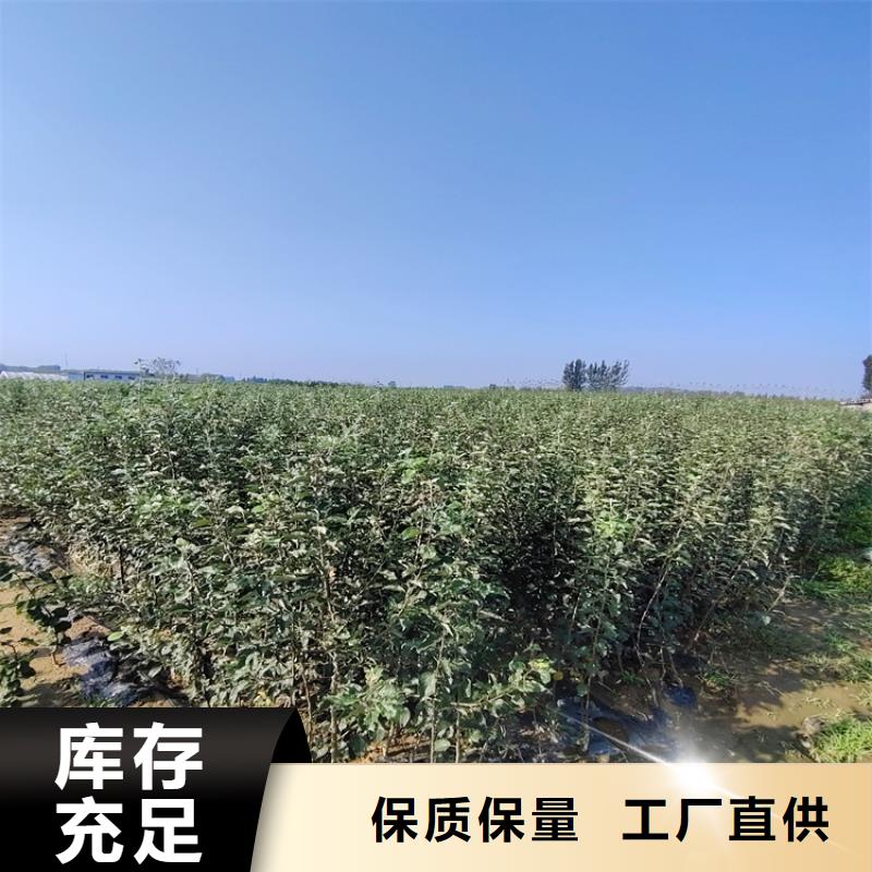 【梨树】_杏树苗专业生产制造厂轩园梨树苗