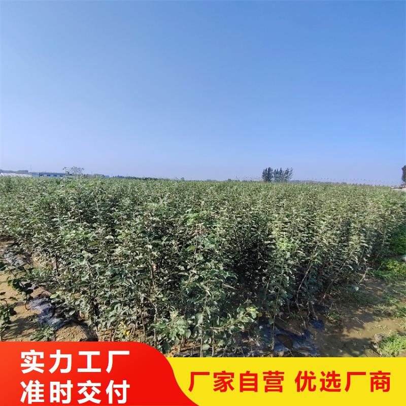 梨樹-櫻桃苗好品質選我們