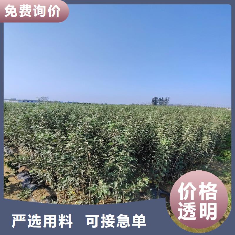 梨树【北美冬青】款式新颖