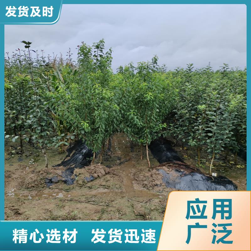 梨树苗视频-梨树苗(轩园)覆盖地域辽宁省沈阳市新民|沈北新|阜新|鞍山|营口|辽阳
