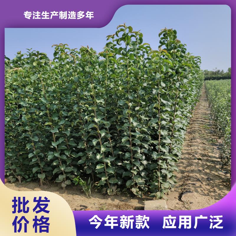 秋月梨樹(shù)苗適合種植地區(qū)