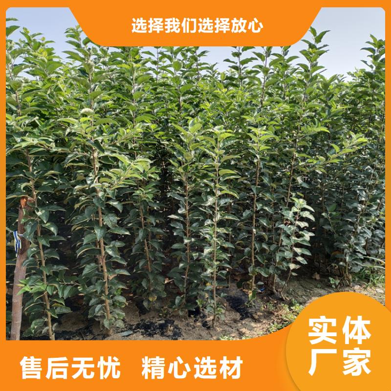 秋月梨樹苗適合種植地區